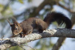 Eichhörnchen unterwegs in Trogen. (Bild: Hans Aeschlimann)