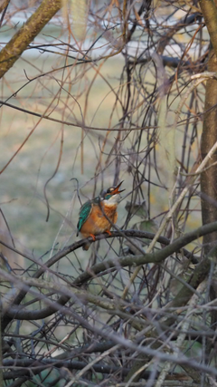 Im Murg-Auen-Park in Frauenfeld sind schöne Eisvögel zu beobachten. (Bild: Geraldine Rohrer)