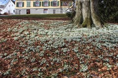 Schneeglöggliteppich auf dem Kirchhofergut in St. Gallen. (Bild: Albin Kisling)