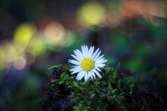 Gänseblümchen - der Frühling kommt! (Bild: Petra Jung, Hämikon, 27. Februar 2019)