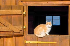 Auch auf dem Stallfenster gibt es herrliche Sonnenplätze. Aufgenommen zwischen Gais und Gäbris. (Bild: Andrea Pohle)