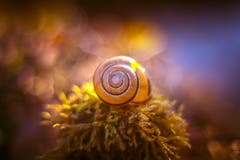 Eine Schnecke auf dem Moos im Frühlings-Sonnenschein. (Bild: Petra Jung, Hämikon, 27. Februar 2019)