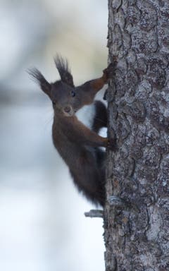 Eichhörnchen am Fichtenstamm in Trogen. (Bild: Hans Aeschlimann)