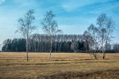 Noch fehlt das Grün im Rheindelta. (Bild: Hans-Jörg Nüesch)