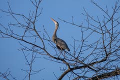 Das Model am Saumweiher Herisau. (Bild: Luciano Pau)