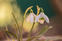 Der Frühling erwacht. (Bild: Franziska Hörler)