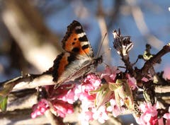 Ein erster Sommervogel in Güttingen! (Bild: Georg Locher)