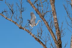 Ein Graureiher beim Saumweiher Herisau. (Bild: Luciano Pau)