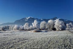 Eisiger Morgen im Riet bei Montlingen. (Bild: Toni Sieber)