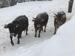 Winterfeste Truppe oberhalb von Teufen. (Bild: Renate Wachsmuth)