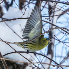 Streitender Erlenzeisig in Speicher. (Bild: Hans-Jörg Nüesch)
