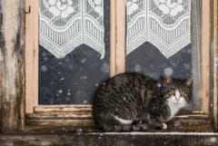 Ein geschütztes Plätzchen im St. Galler Schneegestöber. (Bild: Franziska Hörler)