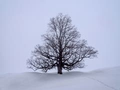 Kahler Baum im Februar in Urnäsch. (Bild: Luciano Pau)