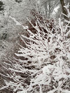 Viel Schnee gibt es auch in Sitterdorf. (Bild: Reto Schlegel)