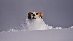 Beagle Heros spielt im Schnee. (Bild: Alfred Herzog, Napfbergland, 4. Februar 2019)