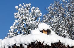 Schnee statt Futter: ein Vogelhäuschen, aufgenommen in Wittenbach. (Bild: Walter Schmidt)