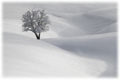 Wie in Watte gepackt steht der Baum im unberührten Neuschnee. (Bild: Corinne Allenspach)