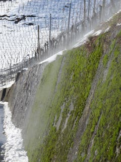 Dampfende Rebenmauer in Berneck. (Bild: Toni Weder)