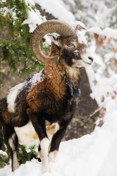 Mit dem Abo Pass in den Tierpark Goldau. (Bild: Anita Imfeld-Leu, Goldau, 6. Februar 2019)
