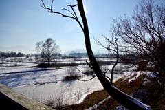 Stimmungsvolle Winter-Rietlandschaft bei Altstätten. (Bild: Ruedi Dörig)