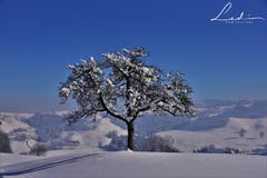 Das Luzerner Hinterland. (Bild: Ledi Herzog, Hergiswil bei Willisau, 5. Februar 2019)