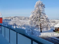 Winterliche Linde in Untereggen - einfach wunderschön. (Bild: Raymonde Graber)