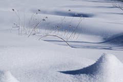 Das zarte Schilf im Biotop beim Wenigerweiher hält dem harten Winter stand. (Bild: Franz Häusler)