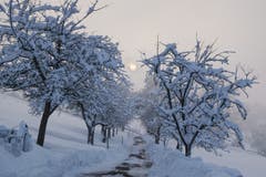 Der Tag neigt sich dem Ende zu. Allee am Dreilindenhang mit Sonne im Nebel. (Bild: Franz Häusler)