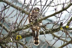 Ein Sperber im Garten in Altstätten späht nach Beute. (Bild: Ruedi Dörig)