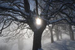 Winter wie im hohen Norden. Wunderbare Eindrücke rund um den St. Galler Freudenberg. (Bild: Daniel Locher)
