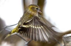 Anflug zur Fütterung. (Bild: Franz Krummenacher, Rothenburg, 7. Februar 2019)
