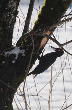 Ein Schwarzspecht bei der Arbeit. Beobachtet am Wenigerweiher St. Gallen.