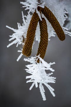 Gefrorene Birkensamen in Sirnach. (Bild: Matthias Rozinek)