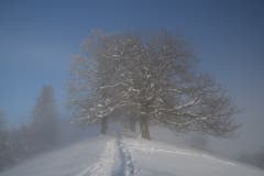 Tiefster Winter rund um den Freudenberg. (Bild: Daniel Locher)