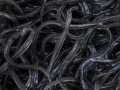 Diese Jungaale gelten in Asien als eine Delikatesse, für die viel Geld bezahlt wird. (Bild: Keystone/ADRIEN PERRITAZ)