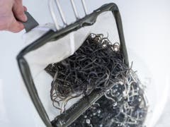 Die Jungtiere auf dem Weg in die Freiheit. (Bild: Keystone/ADRIEN PERRITAZ)