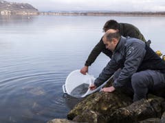 Zwei Fachleute setzen Jungaale im Murtensee aus. (Bild: Keystone/ADRIEN PERRITAZ)