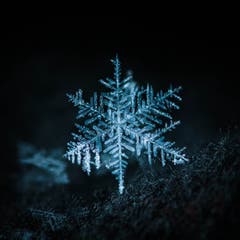 Einzelne Schneeflocke. (Leserbild: Petra Jung, Hämikon, 3. Februar 2019)