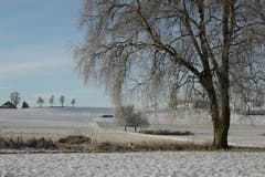 Den kalten aber schönen Morgen im Wauwiler Moos geniessen. (Bild: Irene Wanner, 8. Februar 2019)