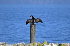 Frühjahrsputz? Der Kormoran trocknet sein Gefieder, gesehen am Seepark Romanshorn. (Bild: Walter Schmidt)