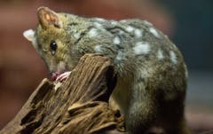 In Australien wurden vor knapp einem Jahr 20 Tüpfelbeutelmarder freigelassen. Dort war der nachtaktive Einzelgänger vor 50 Jahren ausgestorben. Die Tiere stammen aus Tasmanien, wo die Art überlebt hatte. (Bild: DPA)