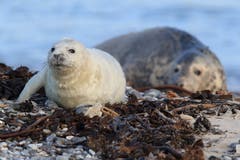Intensive Bejagung drängte die Ostsee-Kegelrobbe in den nördlichen Teil ihres Lebensraums zurück. Dank internationaler Naturschutzarbeit tauchen heute wieder Tiere an der polnischen und der deutschen Küste auf. (Bild: Getty)