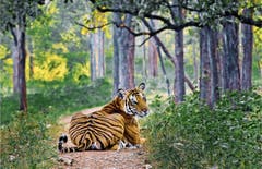 Bengalischer Tiger im Nagerhole-Nationalpark. Ohne Schutz wären diese Tiere bereits ausgerottet worden. (Bild: Manoj N. Narayanan)