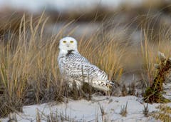 Die Schneeeule galt als weit verbreitet, doch tatsächlich sind es weniger als 30 000 Tiere. Ihr Bestand könnte noch tiefer fallen, weil der Klimawandel auch das Vorkommen ihrer Hauptbeutetiere, der Lemminge, beeinflusst. (Bild: AP)