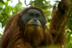 Entdeckt wurde der Tapanuli-Orang-Utan erst im Jahr 2017. Sein Lebensraum auf Sumatra umfasst rund 1000 Quadratkilometer, es gibt nur etwa 800 Tiere. Damit ist der Tapanuli der seltenste Menschenaffe der Welt. (Bild: Tim Laman)