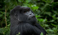 Der zentrale Lebensraum der Berggorillas liegt im Nationalpark Virunga im Grenzgebiet von Kongo, Ruanda und Uganda. Rund 1000 Tiere zählten die Wissenschafter im vergangenen Jahr. Das sind deutlich mehr als noch 2010. (Bild: AP)
