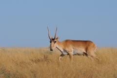 2017 fielen Tausende Exemplare der Mongolischen Saiga-Antilope einer Seuche zum Opfer, ein harter Winter dezimierte den Bestand nochmals. Gemäss Zählungen haben nur 3000 Tiere dieser Unterart der Saiga-Antilope überlebt. (Bild: Getty)