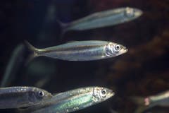 Einst galt der Vorrat an Ostsee-Heringen als unerschöpflich. In den vergangenen Jahrzehnten hat der Fisch einen Grossteil der Unterwasserwiesen verloren, in denen er seine Eier ablegt. Daher gibt es immer weniger Nachwuchs. (Bild: Imago)