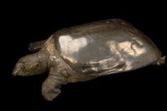 Es gab sie schon vor 200 Millionen Jahren und sie haben die Dinosaurier überlebt. Heute ist die Hälfte aller Schildkrötenarten bedroht. Am allermeisten die Jangtse-Riesenweichschildkröte, von der nur drei Exemplare bekannt sind. (Bild: Getty)