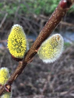 Die ersten Weidenkätzchen sind in Montlingen schon am blühen. (Bild: Toni Sieber)